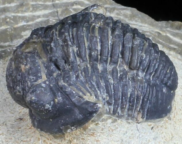 Bargain, Gerastos Trilobite Fossil - Morocco #57618